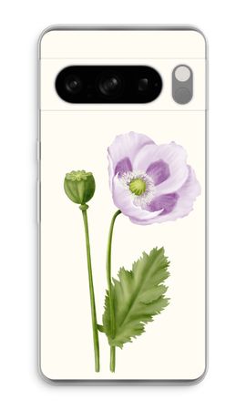 Purple poppy