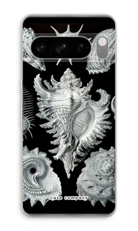 Haeckel Prosobranchia