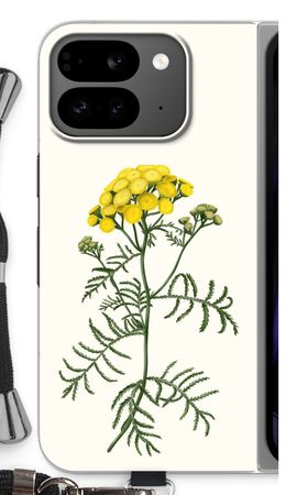 Tansy
