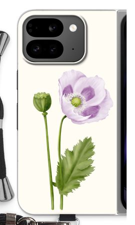 Purple poppy