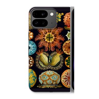 Haeckel Ascidiae