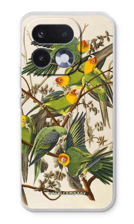 Carolina Parrot