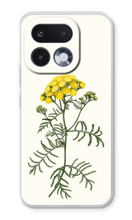 Tansy