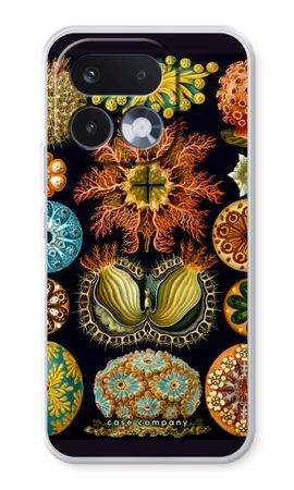 Haeckel Ascidiae