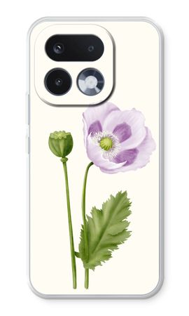 Purple poppy