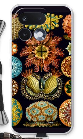 Haeckel Ascidiae