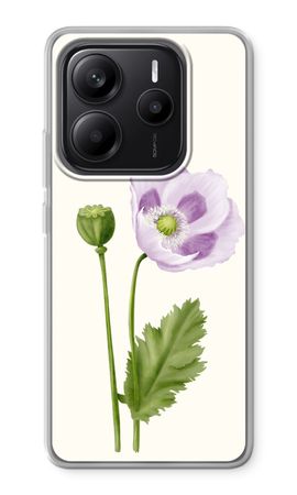 Purple poppy