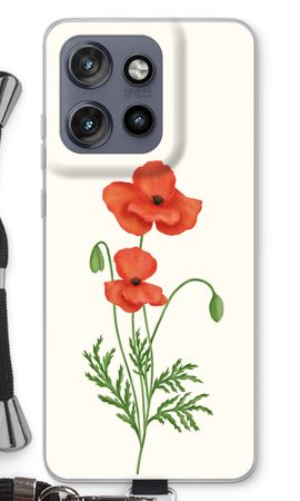 Red poppy