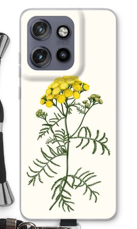 Tansy