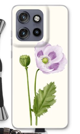 Purple poppy