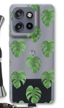 Monstera leaves