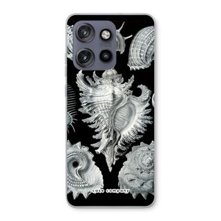 Haeckel Prosobranchia