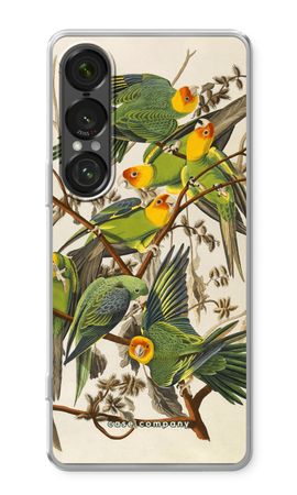 Carolina Parrot
