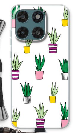 Sanseveria