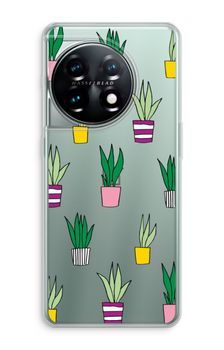 Sanseveria