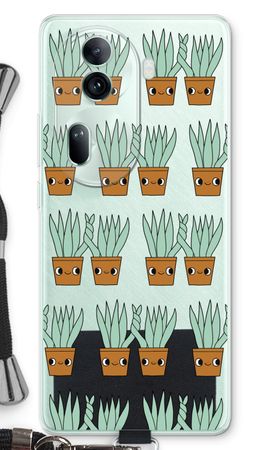Sansevieria