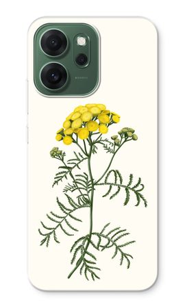 Tansy