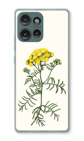 Tansy