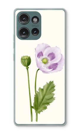 Purple poppy