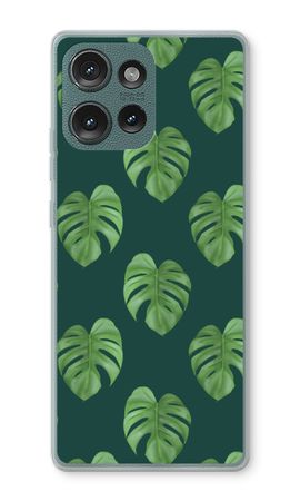 Monstera leaves