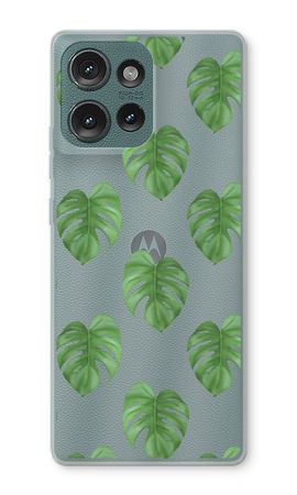 Monstera leaves