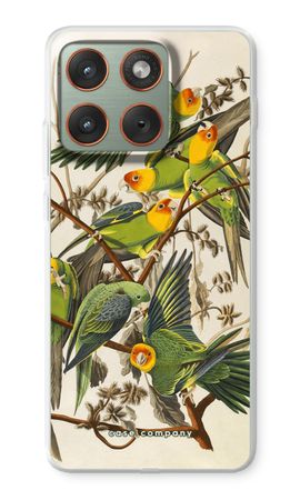 Carolina Parrot