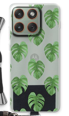 Monstera leaves