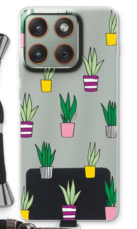 Sanseveria