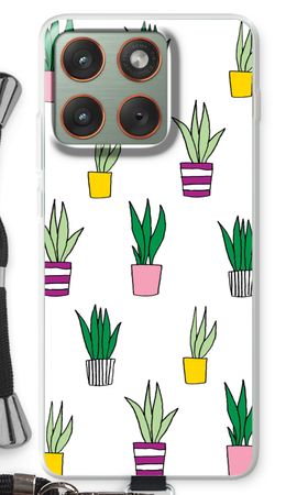 Sanseveria