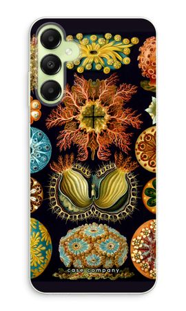 Haeckel Ascidiae