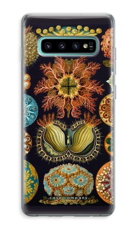 Haeckel Ascidiae