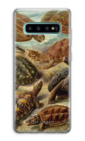 Haeckel Chelonia