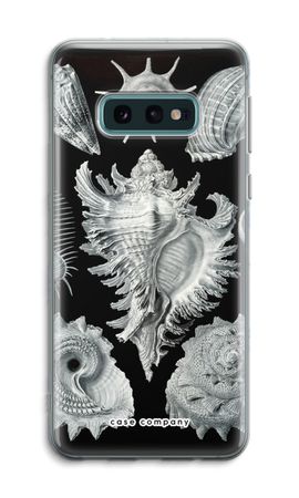 Haeckel Prosobranchia