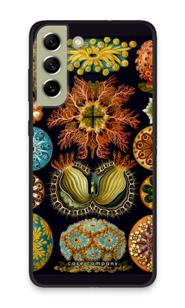 Haeckel Ascidiae