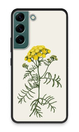Tansy