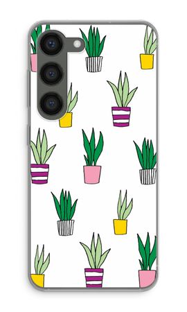 Sanseveria
