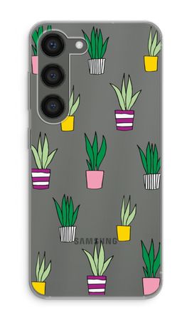 Sanseveria