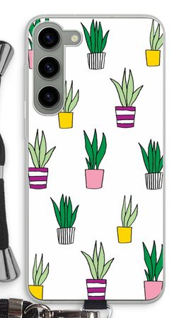 Sanseveria