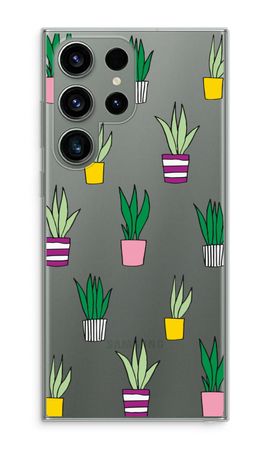 Sanseveria