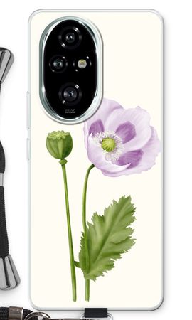 Purple poppy