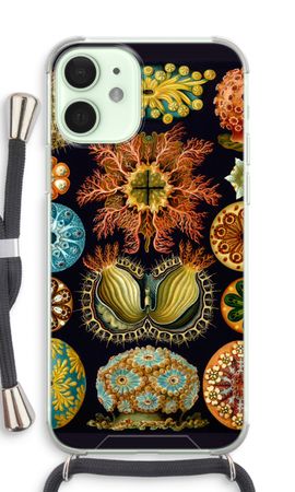 Haeckel Ascidiae