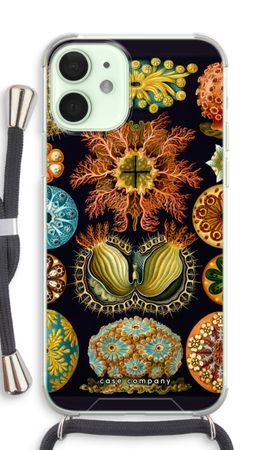 Haeckel Ascidiae