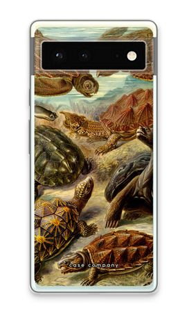 Haeckel Chelonia