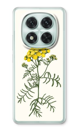 Tansy