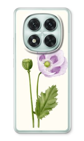 Purple poppy