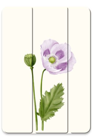 Purple poppy