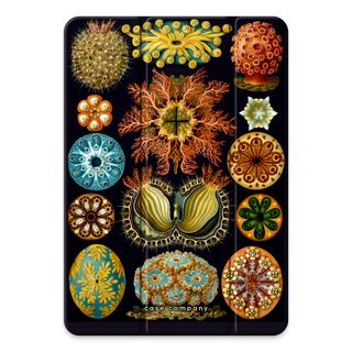 Haeckel Ascidiae