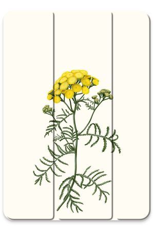 Tansy