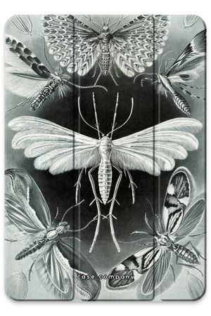 Haeckel Tineida