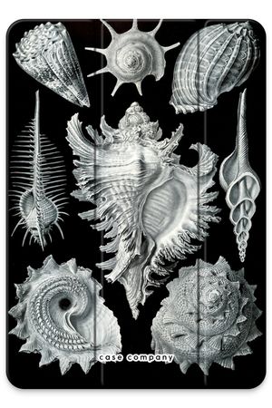 Haeckel Prosobranchia